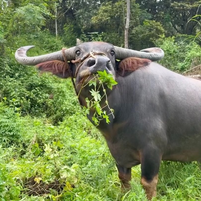 [🆕🇻🇳] YAN Pets 🐶🦜 Top1Pets 🐱🐠  , shares-2✔️ , likes-453❤️️ , date-2025-10-31 05:00:04🐶🐱🇻🇳🇻🇳🇻🇳📰🆕
