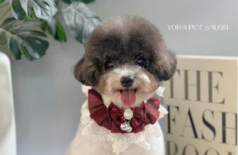 [🆕🇻🇳] YORSI – Pet Grooming 🐶🦜 Top1Pets 🐱🐠 Đi đâu mà vội mà vàng, mà vấp phải đá mà bỏ qua
𝐘𝐎𝐑𝐒𝐈 𝐏𝐄𝐓 𝐒𝐀𝐋𝐎𝐍  – SPA THÚ CƯNG PRIVATE TẠI HCM QUẬN 1“GIẶT” cún 10 bước :
1. Kiểm tra da và lông
2.  , shares-0✔️ , likes-6❤️️ , date-2025-10-28 18:44:21🐶🐱🇻🇳🇻🇳🇻🇳📰🆕