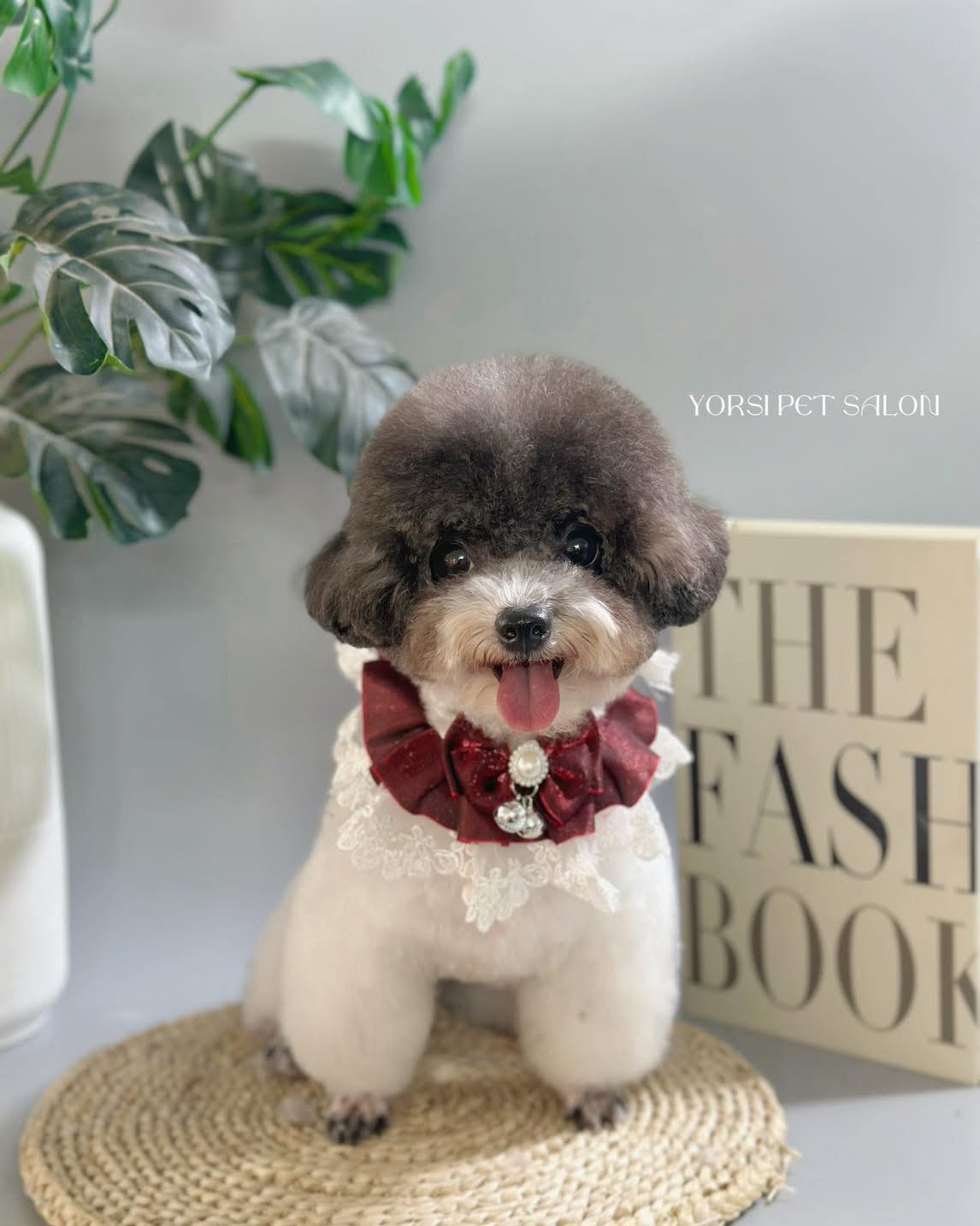 [🆕🇻🇳] YORSI – Pet Grooming 🐶🦜 Top1Pets 🐱🐠 Đi đâu mà vội mà vàng, mà vấp phải đá mà bỏ qua
𝐘𝐎𝐑𝐒𝐈 𝐏𝐄𝐓 𝐒𝐀𝐋𝐎𝐍  – SPA THÚ CƯNG PRIVATE TẠI HCM QUẬN 1“GIẶT” cún 10 bước :
1. Kiểm tra da và lông
2.  , shares-0✔️ , likes-6❤️️ , date-2025-10-28 18:44:21🐶🐱🇻🇳🇻🇳🇻🇳📰🆕