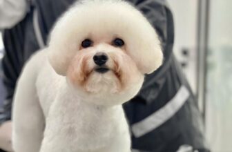 [🆕🇻🇳] Sâu’s Mate Land – Cửa hàng vật nuôi 🐶🦜 Top1Pets 🐱🐠 Đấy đấy đấy cứ hỏi tiền đâu rồi??? Tiền đập hết vào cục bông này rồi chứ sao  mà thôi em xinh em yêu thì tôi nguyện dâng hiến túi tiền này cho em
———————— , shares-1✔️ , likes-0❤️️ , date-2025-10-26 16:03:35🐶🐱🇻🇳🇻🇳🇻🇳📰🆕