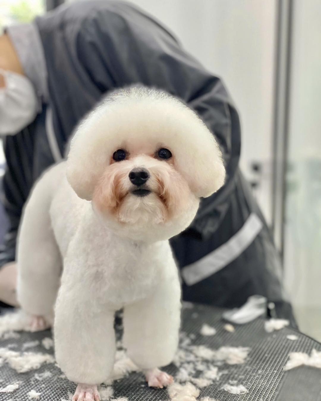 [🆕🇻🇳] Sâu’s Mate Land – Cửa hàng vật nuôi 🐶🦜 Top1Pets 🐱🐠 Đấy đấy đấy cứ hỏi tiền đâu rồi??? Tiền đập hết vào cục bông này rồi chứ sao  mà thôi em xinh em yêu thì tôi nguyện dâng hiến túi tiền này cho em
———————— , shares-1✔️ , likes-0❤️️ , date-2025-10-26 16:03:35🐶🐱🇻🇳🇻🇳🇻🇳📰🆕