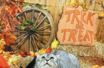 [🆕🇻🇳] Mymy Pet House – Tiệm Làm Đẹp Thú Cưng. 162 Nguyễn Huy Tưởng 🐶🦜 Top1Pets 🐱🐠 Chờ mãi chưa thấy ai hóa thành người yêu của mình vào Halloween vậy nhỉ?
, shares-0✔️ , likes-0❤️️ , date-2025-10-27 18:04:03🐶🐱🇻🇳🇻🇳🇻🇳📰🆕