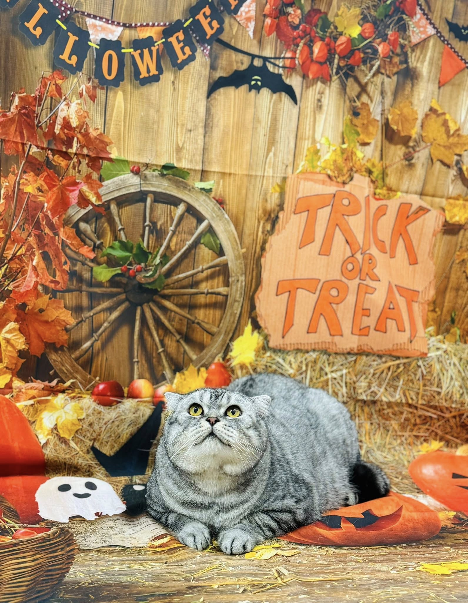 [🆕🇻🇳] Mymy Pet House – Tiệm Làm Đẹp Thú Cưng. 162 Nguyễn Huy Tưởng 🐶🦜 Top1Pets 🐱🐠 Chờ mãi chưa thấy ai hóa thành người yêu của mình vào Halloween vậy nhỉ?
, shares-0✔️ , likes-0❤️️ , date-2025-10-27 18:04:03🐶🐱🇻🇳🇻🇳🇻🇳📰🆕