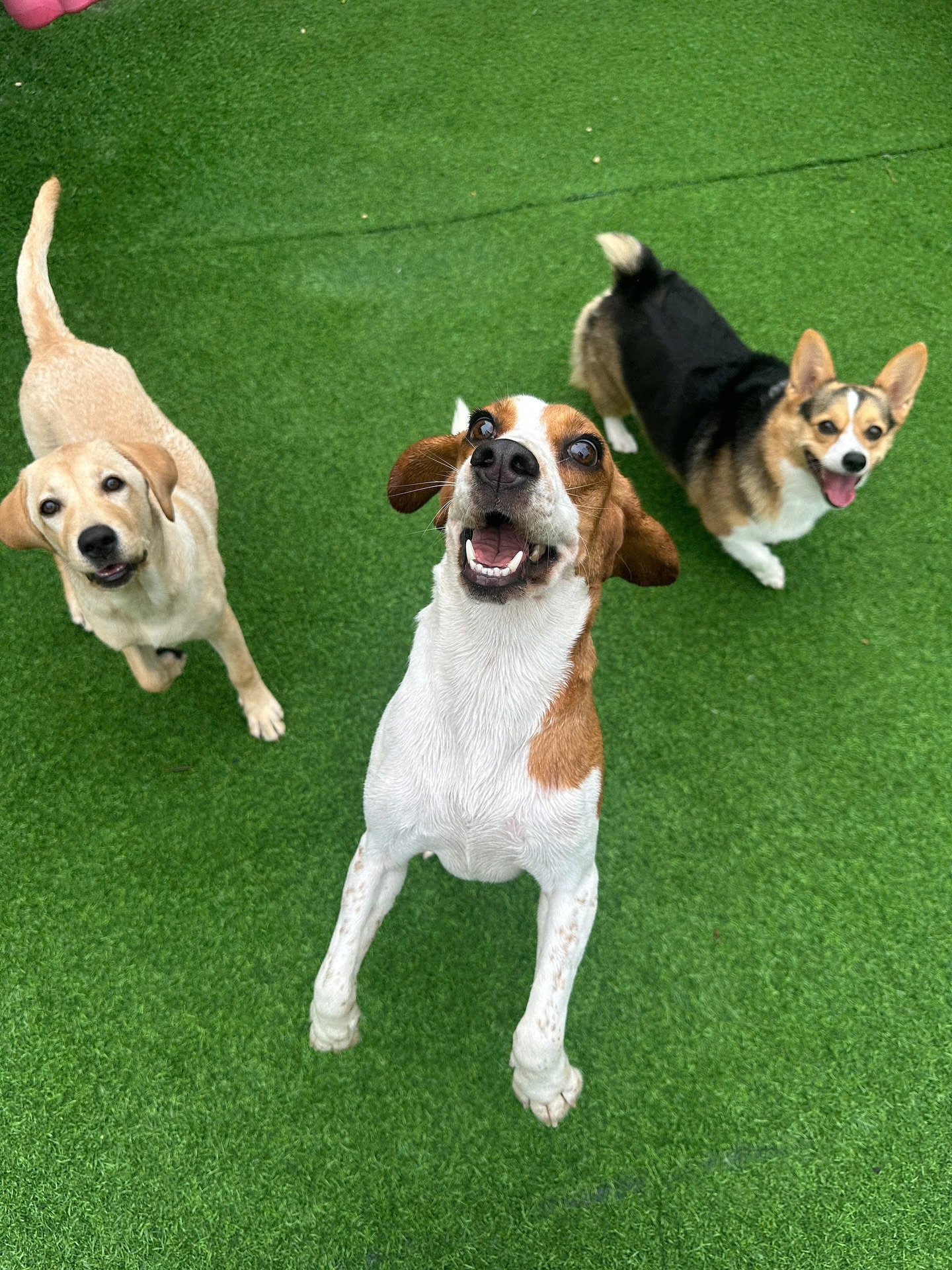 [🆕🇻🇳] PetBuddy – The Dog Resort 🐶🦜 Top1Pets 🐱🐠  Để mấy Boss thể hiện cho ba mẹ thấy đi chơi ở @petbuddy_thedogresort vui cỡ nào .HAVE A PAWSOME DAY
_______
23 Đường số 103-TML, P. Thạnh Mỹ Lợi, TP.  , shares-0✔️ , likes-3❤️️ , date-2025-10-25 18:15:22🐶🐱🇻🇳🇻🇳🇻🇳📰🆕