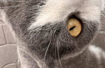 [🆕🇻🇳] Nhà Là Mèo – Dịch vụ thú cưng 🐶🦜 Top1Pets 🐱🐠 Tạp chí BĐMeow đưa tin, theo như anh Bồn Lơ chia sẻ :
“từ 12h30 đến hơn 17h ngày hôm nay, tại cơ sở Mỏ Hỗn Xinh Meow của chúng tôi đã bay sương sương 9x h , shares-0✔️ , likes-4❤️️ , date-2025-10-30 00:15:49🐶🐱🇻🇳🇻🇳🇻🇳📰🆕