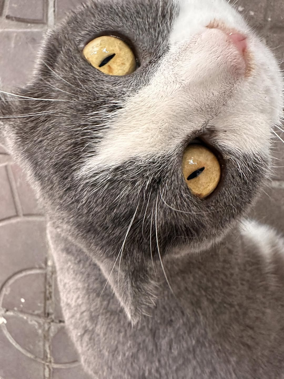 [🆕🇻🇳] Nhà Là Mèo – Dịch vụ thú cưng 🐶🦜 Top1Pets 🐱🐠 Tạp chí BĐMeow đưa tin, theo như anh Bồn Lơ chia sẻ :
“từ 12h30 đến hơn 17h ngày hôm nay, tại cơ sở Mỏ Hỗn Xinh Meow của chúng tôi đã bay sương sương 9x h , shares-0✔️ , likes-4❤️️ , date-2025-10-30 00:15:49🐶🐱🇻🇳🇻🇳🇻🇳📰🆕