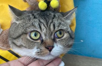 [🆕🇻🇳] Bệnh Viện Thú Y Tropicpet Minh Khai 🐶🦜 Top1Pets 🐱🐠 :Dạ anh ơi bạn nhà mình hôm nay muốn khám gì vậy ạ ?
: Nay mèo nhà anh nó không kêu em ạ …
Sau khi bác sĩ kiểm tra cậu ta kêu to, ăn súp thưởng thun thú , shares-0✔️ , likes-2❤️️ , date-2025-10-25 03:51:32🐶🐱🇻🇳🇻🇳🇻🇳📰🆕