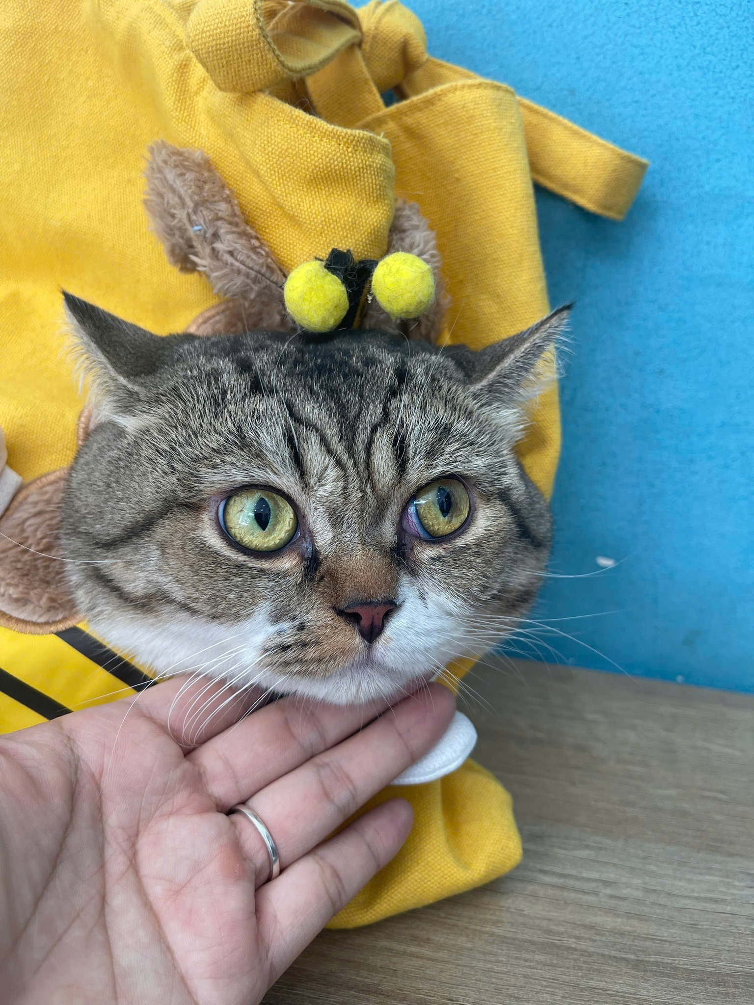 [🆕🇻🇳] Bệnh Viện Thú Y Tropicpet Minh Khai 🐶🦜 Top1Pets 🐱🐠 :Dạ anh ơi bạn nhà mình hôm nay muốn khám gì vậy ạ ?
: Nay mèo nhà anh nó không kêu em ạ …
Sau khi bác sĩ kiểm tra cậu ta kêu to, ăn súp thưởng thun thú , shares-0✔️ , likes-2❤️️ , date-2025-10-25 03:51:32🐶🐱🇻🇳🇻🇳🇻🇳📰🆕