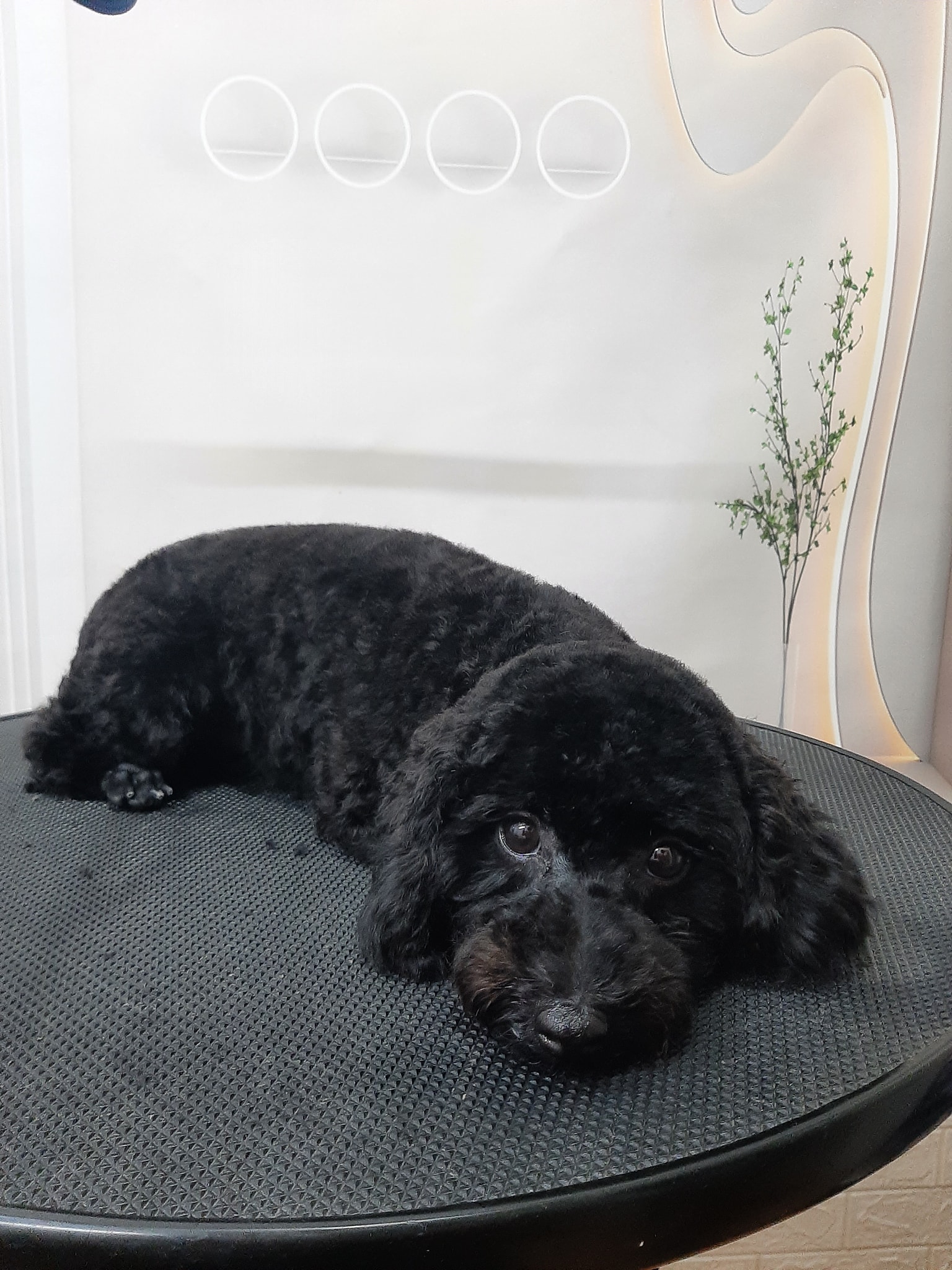 [🆕🇻🇳] TÔM PET GROOMING – Tiệm Làm Đẹp Thú Cưng Tại Huế 🐶🦜 Top1Pets 🐱🐠 Thương chưa! Sen đến lẹ, em đợi nhé———————————–
• Tắm – cạo – nhuộm – cắt tỉa lông
• Tiêm phòng vaccine
• Lưu trú
————— , shares-0✔️ , likes-1❤️️ , date-2025-10-26 22:39:16🐶🐱🇻🇳🇻🇳🇻🇳📰🆕