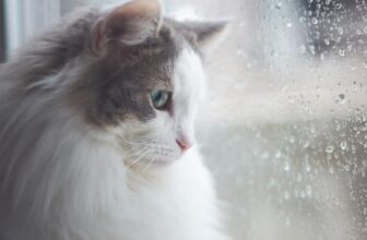 [🆕🇻🇳] Maxime Việt Nam – Pet food supplier 🐶🦜 Top1Pets 🐱🐠 Mưa rơi không chỉ làm ướt giày dép của Sen đâu nha – mà còn mang đến kha khá rắc rối cho các bé mèo nữa đó. Dù Hoàng Thượng thường “cố thủ” trong nhà, nhưn , shares-0✔️ , likes-1❤️️ , date-2025-10-06 18:05:08🐶🐱🇻🇳🇻🇳🇻🇳📰🆕