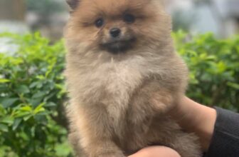 [🆕🇻🇳] Pet Kingdom – Vương quốc thú cưng, chăm sóc làm đẹp cho thú cưng 🐶🦜 Top1Pets 🐱🐠 Dành cho fan của pom
Bé phốc sóc cái, 2 tháng, size mini
Đã tiêm 1 mũi và tẩy giun, bé tí teo,mặt xinh như gấu bông
Tết ôm bé này về là hết ý rồi      , shares-1✔️ , likes-5❤️️ , date-2020-01-16 15:31:05🐶🐱🇻🇳🇻🇳🇻🇳📰🆕