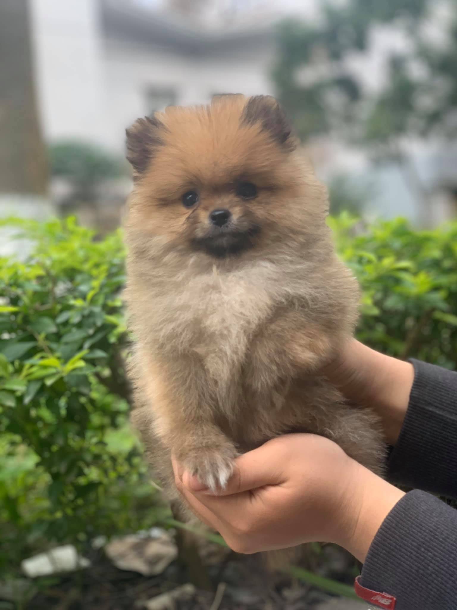 [🆕🇻🇳] Pet Kingdom – Vương quốc thú cưng, chăm sóc làm đẹp cho thú cưng 🐶🦜 Top1Pets 🐱🐠 Dành cho fan của pom
Bé phốc sóc cái, 2 tháng, size mini
Đã tiêm 1 mũi và tẩy giun, bé tí teo,mặt xinh như gấu bông
Tết ôm bé này về là hết ý rồi      , shares-1✔️ , likes-5❤️️ , date-2020-01-16 15:31:05🐶🐱🇻🇳🇻🇳🇻🇳📰🆕