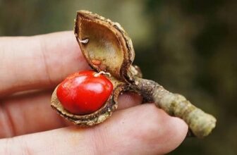 [🆕🇻🇳] Maianh Baby 🧑‍🧒❤️️👶⭐️ Loại hạt rơi mục nay thành “vàng đen bạc triệu” khiến thương lái tranh mua
, shares-0✔️ , likes-1❤️️ , date-2025-11-04 16:29:14🇻🇳🇻🇳🇻🇳📰🆕
