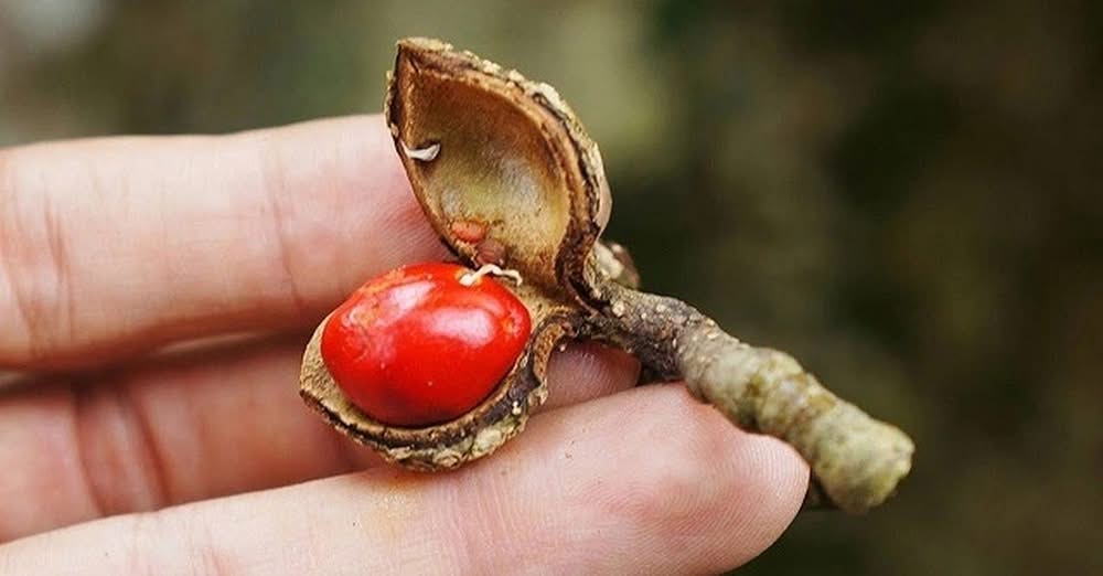 [🆕🇻🇳] Maianh Baby 🧑‍🧒❤️️👶⭐️ Loại hạt rơi mục nay thành “vàng đen bạc triệu” khiến thương lái tranh mua
 , shares-0✔️ , likes-1❤️️ , date-2025-11-04 16:29:14🇻🇳🇻🇳🇻🇳📰🆕