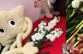 [🆕🇻🇳] Boọc Đô – Cửa hàng bánh nướng nhỏ 🍔 Top1Food  🍜 Happy Women’s Day
Hôm nay Đô hết hoa rồi, hẹn bạn 14/3 nhé
, shares-1✔️ , likes-0❤️️ , date-2025-03-09 06:09:59🇻🇳🇻🇳🇻🇳📰🆕