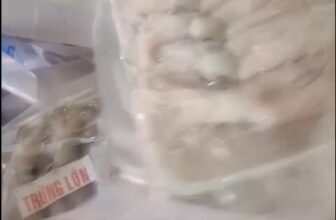 [🆕🇻🇳] Chợ Quê Hải Sản – chuyên cung cấp chả cá nha trang và các loại hải sản tươi sống 🍔 Top1Food  🍜 Mực trứng tươi full trứng 100% giá yêu thương 180k/ký
Ib 0909 837 512 , shares-0✔️ , likes-206❤️️ , date-2025-10-16 23:03:09🇻🇳🇻🇳🇻🇳📰🆕