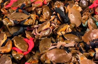 [🆕🇻🇳] Buffet KingHouse Seafood Cần Thơ 🍔 Top1Food  🍜 Cần Thơ mưa mưa, se lạnh đi ăn Buffet Hải Sản Lẩu&Nướng là đỉnh nóc kịch trần nhất luôn  chỉ #350_cành ăn thoải mái Cua-Tôm-Ghẹ-Shushi/Sashimi lại còn được , shares-0✔️ , likes-8❤️️ , date-2025-10-23 18:27:47🇻🇳🇻🇳🇻🇳📰🆕