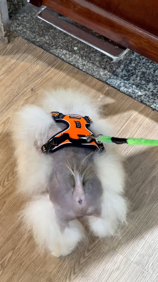 [🆕🇻🇳]  Ann.tisiu – 𝐇𝐨𝐦𝐞𝐰𝐞𝐚𝐫 𝐟𝐨𝐫 𝐛𝐚𝐛𝐢𝐞𝐬 & 𝐤𝐢𝐝𝐬 🧑‍🧒❤️️👶⭐️ Gió lạnh kéo đến, áo gile là 1 item ko thể thiếu giúp bé giữ ấm
Nếu đã được sờ vào chiếc áo gile nhà Ann thì các mẹ sẽ mê mẩn vì quá mịn màng  nhưng đặc b , shares-0✔️ , likes-3❤️️ , date-2025-11-02 23:18:56🇻🇳🇻🇳🇻🇳📰🆕