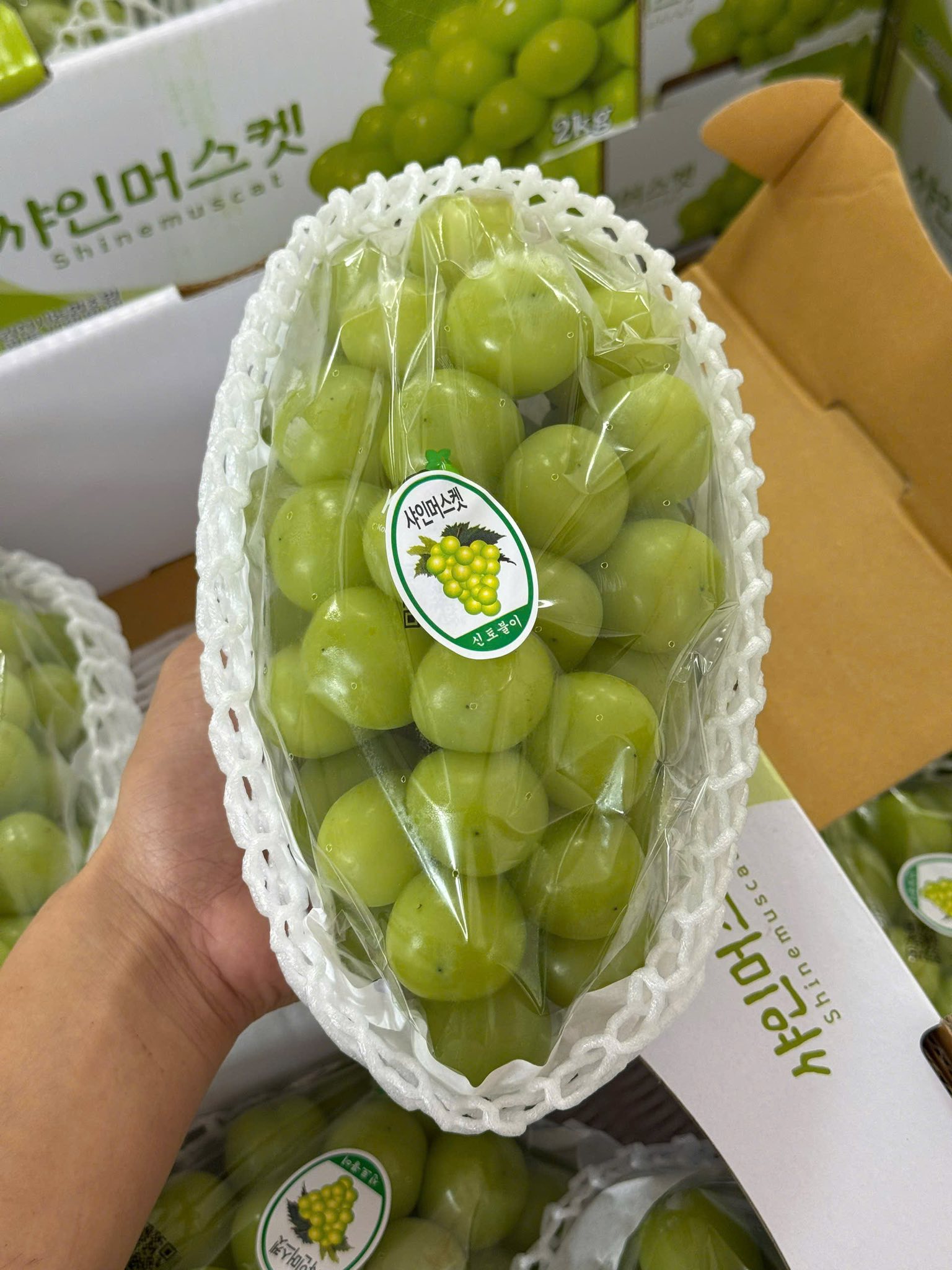 [🆕🇻🇳] Green World Fruit – Thế giới trái cây sạch 🍔 Top1Food  🍜 NHO MẪU ĐƠN HÀN QUỐC PREMIUM
SIÊU THƠM – SIÊU NGON – QUẢ SIÊU TO
 #659K/CHÙM ~ 1KG

Nho mẫu đơn Shine Muscat có xuất xứ từ Nhật Bản và được trồng trong nhà , shares-0✔️ , likes-3❤️️ , date-2025-11-01 20:22:22🇻🇳🇻🇳🇻🇳📰🆕