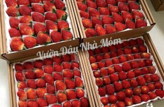 [🆕🇻🇳] Vườn Dâu Nhà Mớm – Based in Saigon 🍔 Top1Food  🍜  Hôm nay bạn có muốn “nạp chút vitamin Dâu” của Nhà Móm không nè
Dâu Nhà Móm chọn kĩ từng trái, đóng hộp xinh xắn, chỉ cần mở ra là muốn ăn liền
Size V , shares-0✔️ , likes-0❤️️ , date-2025-11-04 13:46:08🇻🇳🇻🇳🇻🇳📰🆕