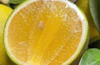 [🆕🇻🇳] Thảo Nhi Fruits – Chuyên cung cấp các loại thực phẩm sạch an toàn cho sức khoẻ 🍔 Top1Food  🍜 Nay em hết cam xoàn.
LÊN ĐƠN MAI EM GIAO.Cam xoàn da cám.
Mọng nước – siêu ngọt#100k/3kg
, shares-0✔️ , likes-0❤️️ , date-2025-11-05 00:08:23🇻🇳🇻🇳🇻🇳📰🆕