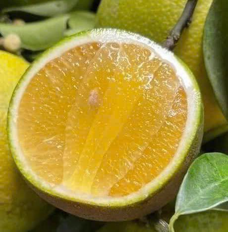 [🆕🇻🇳]  Lê Trà Ni 2hand Mẹ và Bé – Chuyên đồ si mẹ và bé  🧑‍🧒❤️️👶⭐️ 12h15(5/11) shop live quần nỉ cho mẹ (suông, joger…) 79k#2hand #2handvintage #2handshop
, shares-1✔️ , likes-21❤️️ , date-2025-11-05 00:17:01🇻🇳🇻🇳🇻🇳📰🆕