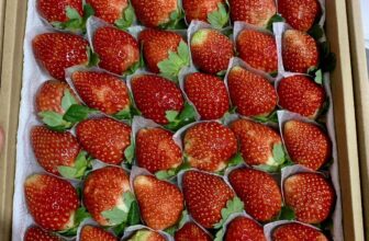 [🆕🇻🇳] Lefarms – Cửa hàng tiện lợi 🍔 Top1Food  🍜  DÂU NHẬT SKY VỀ SÁNG NAY – SIZE LỚN ĐẸP MÊ LY
Tươi rói – Ngọt thanh – Thơm nức mũiSize 36  chỉ 2⃣0⃣5⃣k/hộp/500gr
Size 49  chỉ 1 , shares-0✔️ , likes-0❤️️ , date-2025-11-04 17:22:59🇻🇳🇻🇳🇻🇳📰🆕