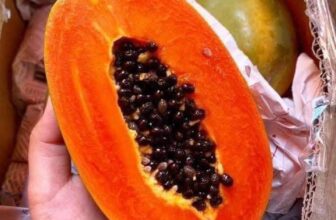 [🆕🇻🇳] Ăn Vặt RIO – Nhà bếp/Nấu ăn 🍔 Top1Food  🍜  Đ𝐔 Đ𝐔̉ 𝐌𝐈𝐍𝐈 𝐍𝐇𝐀̣̂𝐓 𝐑𝐔𝐎̣̂𝐓 Đ𝐎̉Cái giống đu đủ gì mà ngon lạ kỳ, trái bé xinh mà ngọt lịm, đặc ruột, lại cực kỳ ít hạt.
Ăn 1 lần là mê mẩn, không muốn ăn , shares-0✔️ , likes-1❤️️ , date-2025-11-05 02:14:40🇻🇳🇻🇳🇻🇳📰🆕