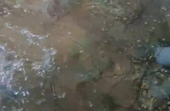 [🆕🇻🇳] Tôm Hùm Việt – Chuyên cung cấp sỉ tôm hùm cho các vựa, nhà hàng khách sạn 🍔 Top1Food  🍜  , shares-0✔️ , likes-0❤️️ , date-2025-11-04 18:21:23🇻🇳🇻🇳🇻🇳📰🆕