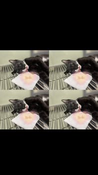 [🆕🇻🇳] Phòng Khám Thú Y Phước Vũ – Bình Dương 🐶🦜 Top1Pets 🐱🐠 \ud83d\udc49D\u1eb9p nhanh v\u1ea5n n\u1ea1n c\u00e3i cha c\u00e3i m\u1eb9 \u0111i theo g\u00e1i c\u1ee7a c\u00e1nh anh em, gia \u0111\u00ecnh h\u1ea1nh ph , shares-0✔️ , likes-4❤️️ , date-2025-12-08 19:05:24🐶🐱🇻🇳🇻🇳🇻🇳📰🆕