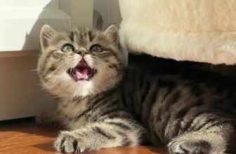 [🆕🇻🇳] Pet Lovers Việt Nam 🐶🦜 Top1Pets 🐱🐠 Cuộc sống trở nên sôi động hơn với một chú mèo nhà!  #MèoNhà #CuộcSốngSôiĐộng #MèoYêu #MeowMeow #CatLover , shares-0✔️ , likes-2❤️️ , date-2023-07-18 01:00:06🐶🐱🇻🇳🇻🇳🇻🇳📰🆕