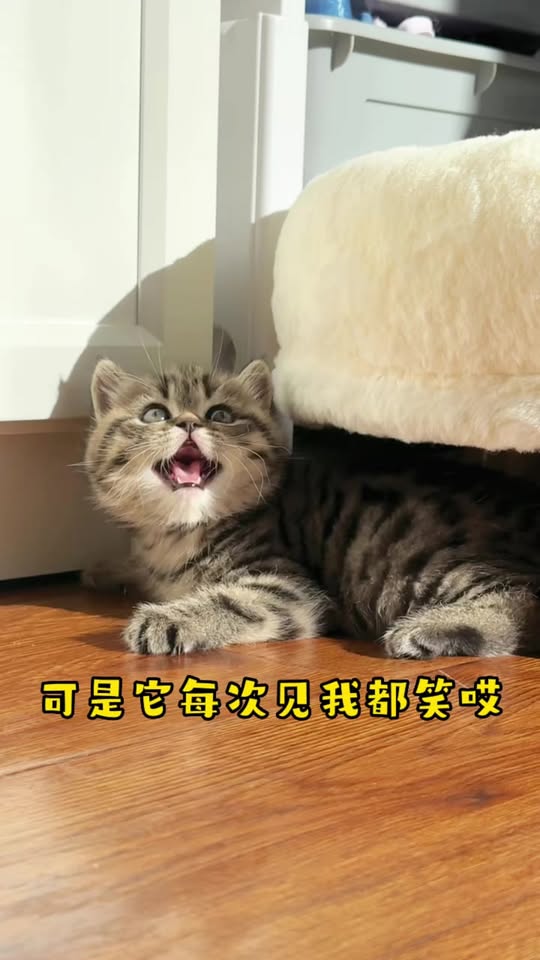 [🆕🇻🇳] Pet Lovers Việt Nam 🐶🦜 Top1Pets 🐱🐠 Một mèo đẹp là tài sản của gia đình!  #MèoĐẹp #GiaĐìnhHạnhPhúc #MèoYêu #MeowMeow #CatsOfInstagram , shares-0✔️ , likes-0❤️️ , date-2023-07-17 01:00:06🐶🐱🇻🇳🇻🇳🇻🇳📰🆕