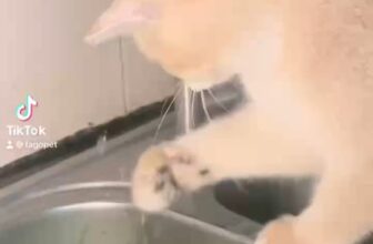 [🆕🇻🇳] Fagopet.vn – Khách Sạn Thú Cưng Tiêu Chuẩn 5 Sao 🐶🦜 Top1Pets 🐱🐠 Đứa Nào Bảo Trẫm Sợ Nước Nào. Ra Đâyyyyy
#khachsanchomeo #pethotel #khachsanthucung
—–
Fago Pet – Chuyên các sản phẩm và dịch vụ cho thú cưng của bạn: , shares-0✔️ , likes-3❤️️ , date-2024-04-03 17:57:31🐶🐱🇻🇳🇻🇳🇻🇳📰🆕