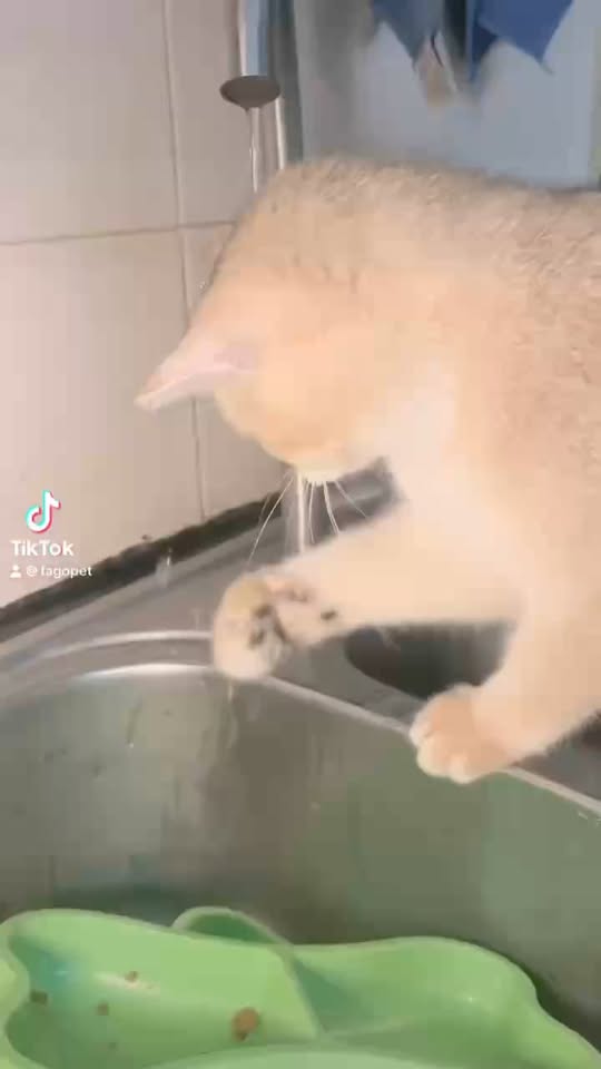 [🆕🇻🇳] Fagopet.vn – Khách Sạn Thú Cưng Tiêu Chuẩn 5 Sao 🐶🦜 Top1Pets 🐱🐠 Đứa Nào Bảo Trẫm Sợ Nước Nào. Ra Đâyyyyy
#khachsanchomeo #pethotel #khachsanthucung
—–
Fago Pet – Chuyên các sản phẩm và dịch vụ cho thú cưng của bạn: , shares-0✔️ , likes-3❤️️ , date-2024-04-03 17:57:31🐶🐱🇻🇳🇻🇳🇻🇳📰🆕