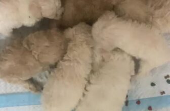 [🆕🇻🇳] ĐôĐô Petshop Spa 🐶🦜 Top1Pets 🐱🐠  , shares-0✔️ , likes-0❤️️ , date-2024-10-31 05:14:31🐶🐱🇻🇳🇻🇳🇻🇳📰🆕