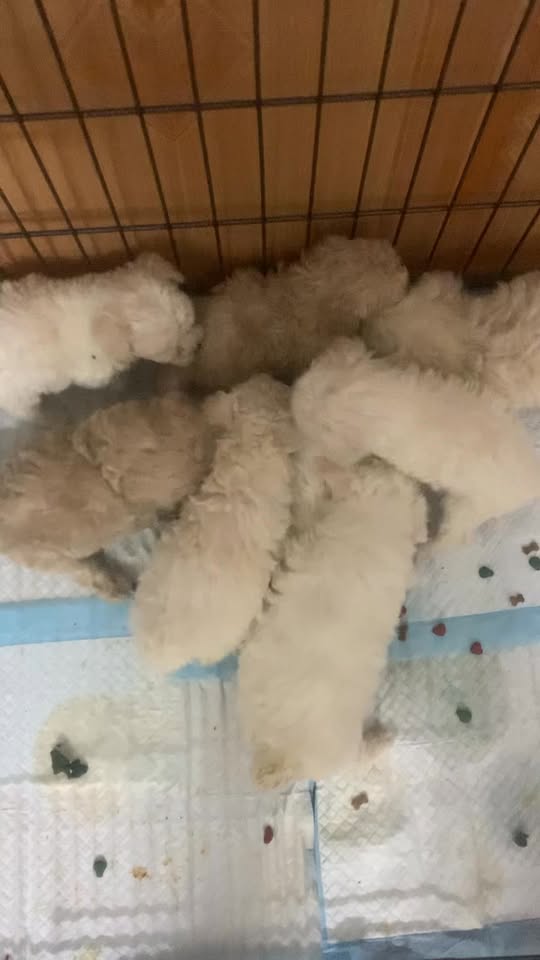 [🆕🇻🇳] ĐôĐô Petshop Spa 🐶🦜 Top1Pets 🐱🐠  , shares-0✔️ , likes-0❤️️ , date-2024-10-31 05:14:31🐶🐱🇻🇳🇻🇳🇻🇳📰🆕