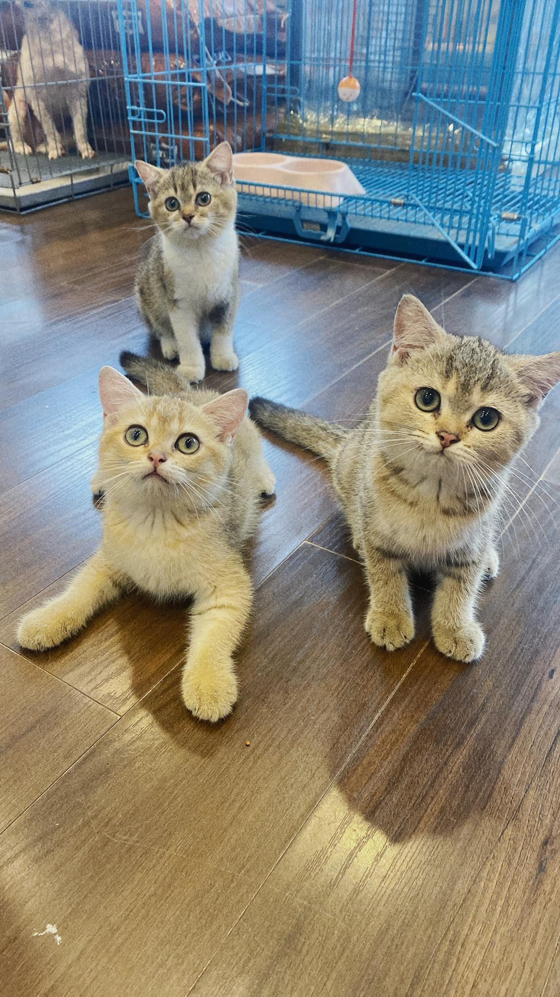 [🆕🇻🇳] HaloPet – Shop Thú Cưng 🐶🦜 Top1Pets 🐱🐠 Kute hết nấc luôn ạ
 , shares-0✔️ , likes-1❤️️ , date-2024-07-23 18:20:40🐶🐱🇻🇳🇻🇳🇻🇳📰🆕