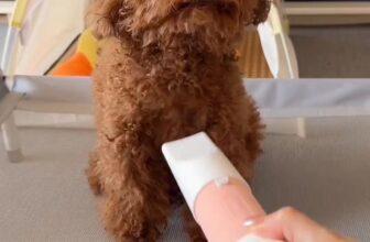 [🆕🇻🇳] Lady Pets – Luôn đồng hành cùng Sen 🐶🦜 Top1Pets 🐱🐠  , shares-17✔️ , likes-687❤️️ , date-2025-02-26 01:12:15🐶🐱🇻🇳🇻🇳🇻🇳📰🆕