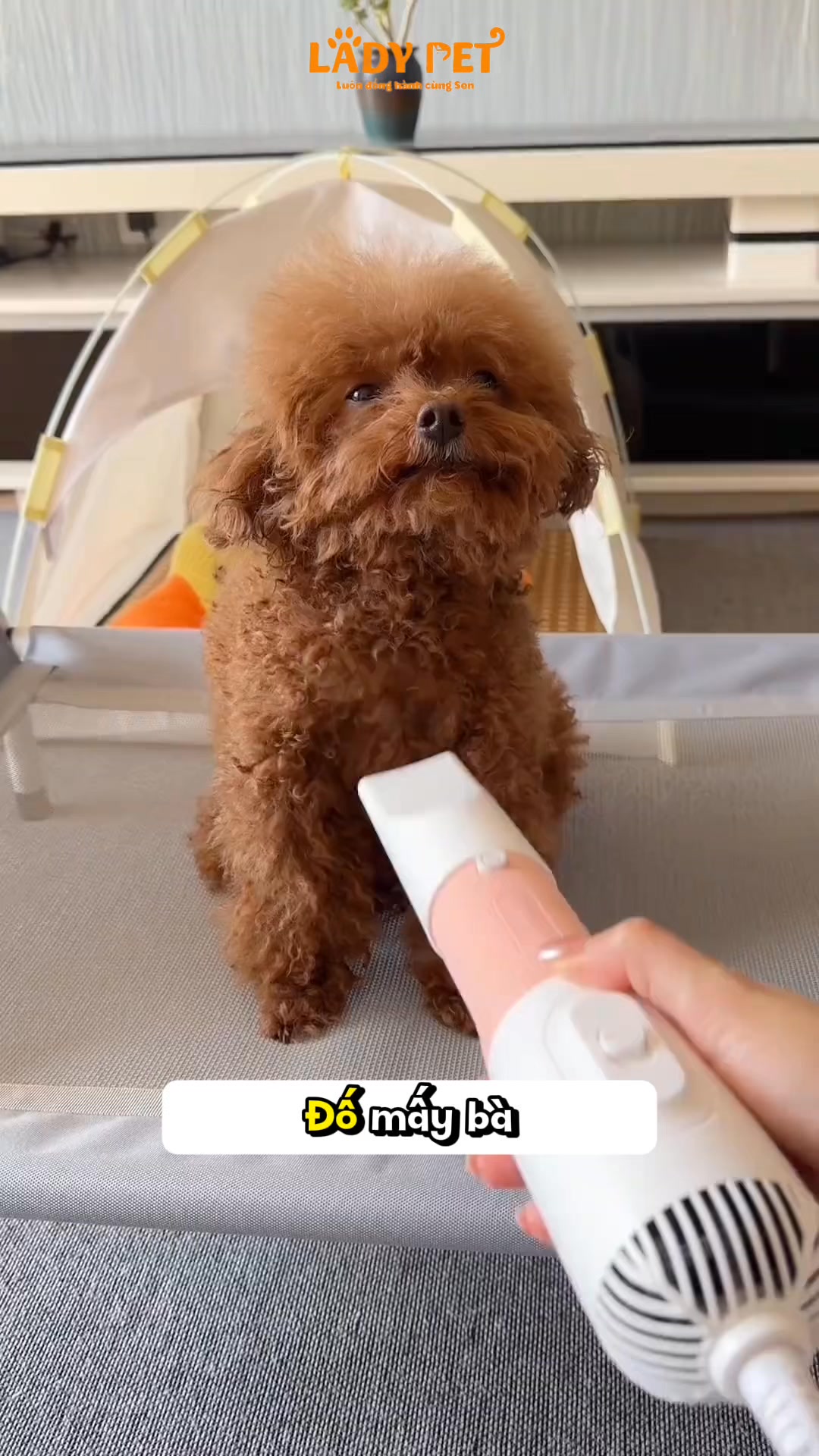 [🆕🇻🇳] Lady Pets – Luôn đồng hành cùng Sen 🐶🦜 Top1Pets 🐱🐠  , shares-17✔️ , likes-687❤️️ , date-2025-02-26 01:12:15🐶🐱🇻🇳🇻🇳🇻🇳📰🆕