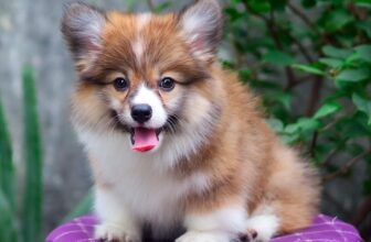 [🆕🇻🇳] Shop cún cưng – Shop chuyên các cún xinh , Corgi , mèo 🐶🦜 Top1Pets 🐱🐠 E xih xih đáng iu ạ
I love facebook
, shares-0✔️ , likes-4❤️️ , date-2024-12-02 07:59:01🐶🐱🇻🇳🇻🇳🇻🇳📰🆕
