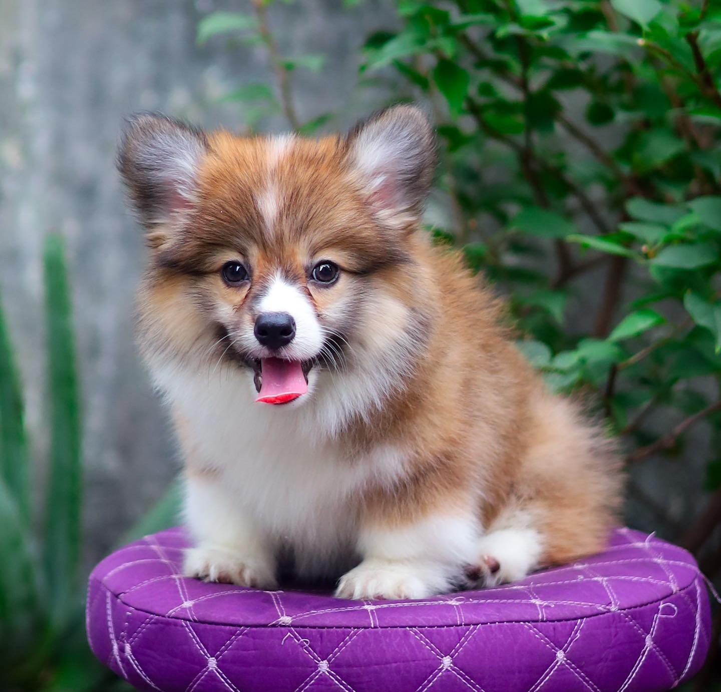 [🆕🇻🇳] Shop cún cưng – Shop chuyên các cún xinh , Corgi , mèo 🐶🦜 Top1Pets 🐱🐠 E xih xih đáng iu ạ
I love facebook
, shares-0✔️ , likes-4❤️️ , date-2024-12-02 07:59:01🐶🐱🇻🇳🇻🇳🇻🇳📰🆕