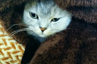 [🆕🇻🇳] Meo Hotel – Khách sạn dành riêng cho mèo, dịch vụ trông giữ mèo uy tín, tận tâm 🐶🦜 Top1Pets 🐱🐠 Biến hình thành Sư Tử#meohotel #cathotel #khachsanmeo #tronggiumeo #guimeo
, shares-0✔️ , likes-1❤️️ , date-2024-12-29 19:11:51🐶🐱🇻🇳🇻🇳🇻🇳📰🆕