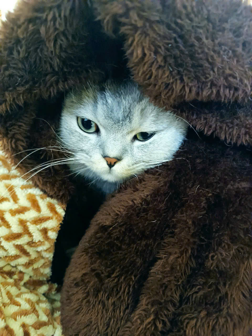 [🆕🇻🇳] Phòng khám Thú Y Vĩnh Phúc 🐶🦜 Top1Pets 🐱🐠 Tổng kết 2024 cùng mấy khứa loi nhoi
Yêu nhắm
—-‐———–‐————————–
#phongkhamthuy VinhPhuc
#Tiemphongchochomeo, #Chua_benh_cho_cho_m , shares-0✔️ , likes-7❤️️ , date-2025-01-01 00:31:02🐶🐱🇻🇳🇻🇳🇻🇳📰🆕