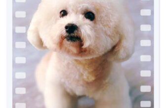 [🆕🇻🇳] JOY PET – Tiệm làm đẹp thú cưng 🐶🦜 Top1Pets 🐱🐠 JOY chính thức hoạt động trở lại sau Tết
Kính chúc quý khách năm mới Vạn Sự Như Ý
Mong tiếp tục được đồng hành và nhận được sự ủng hộ của quý khách
JOY  , shares-0✔️ , likes-8❤️️ , date-2025-02-03 22:48:11🐶🐱🇻🇳🇻🇳🇻🇳📰🆕