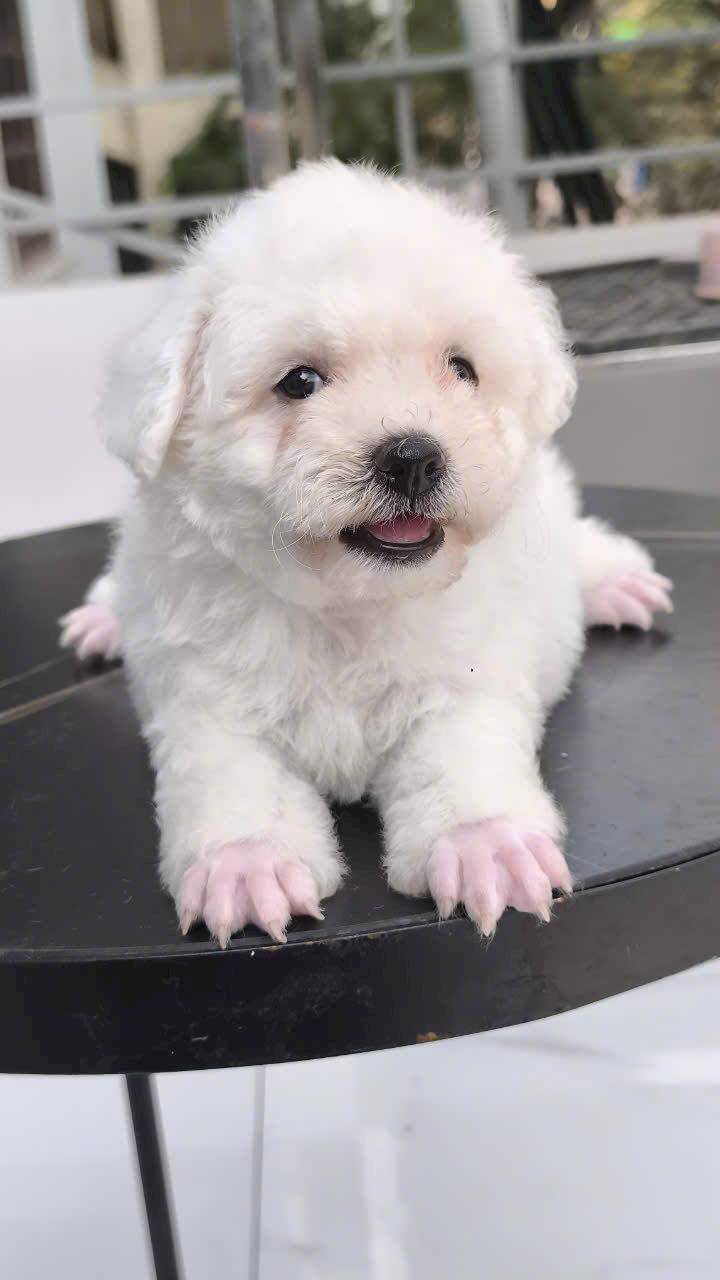 [🆕🇻🇳] Luxury Pets – Thiên đường cún cảnh giá rẻ 🐶🦜 Top1Pets 🐱🐠 muốn nuôi bé pets dịu hiền
alo nhấc máy gọi liền cho emmm
, shares-0✔️ , likes-12❤️️ , date-2024-12-06 18:25:25🐶🐱🇻🇳🇻🇳🇻🇳📰🆕