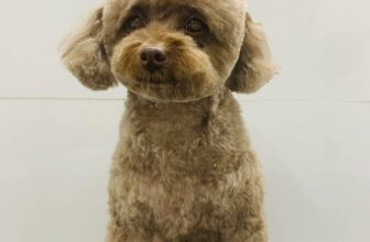 [🆕🇻🇳] QPet House – Thế giới phụ kiện và cắt tỉa dành cho thú cưng 🐶🦜 Top1Pets 🐱🐠 QPet xin thông báo từ ngày 18/1 (tức 27/12 âm lịch) QPet xin phép phụ thu thêm 50k mỗi bé sử dụng dịch vụ spa cắt tỉa hoặc cạo. Dịch vụ tắm rửa vẫn giữ ngu , shares-0✔️ , likes-1❤️️ , date-2023-01-03 16:22:36🐶🐱🇻🇳🇻🇳🇻🇳📰🆕