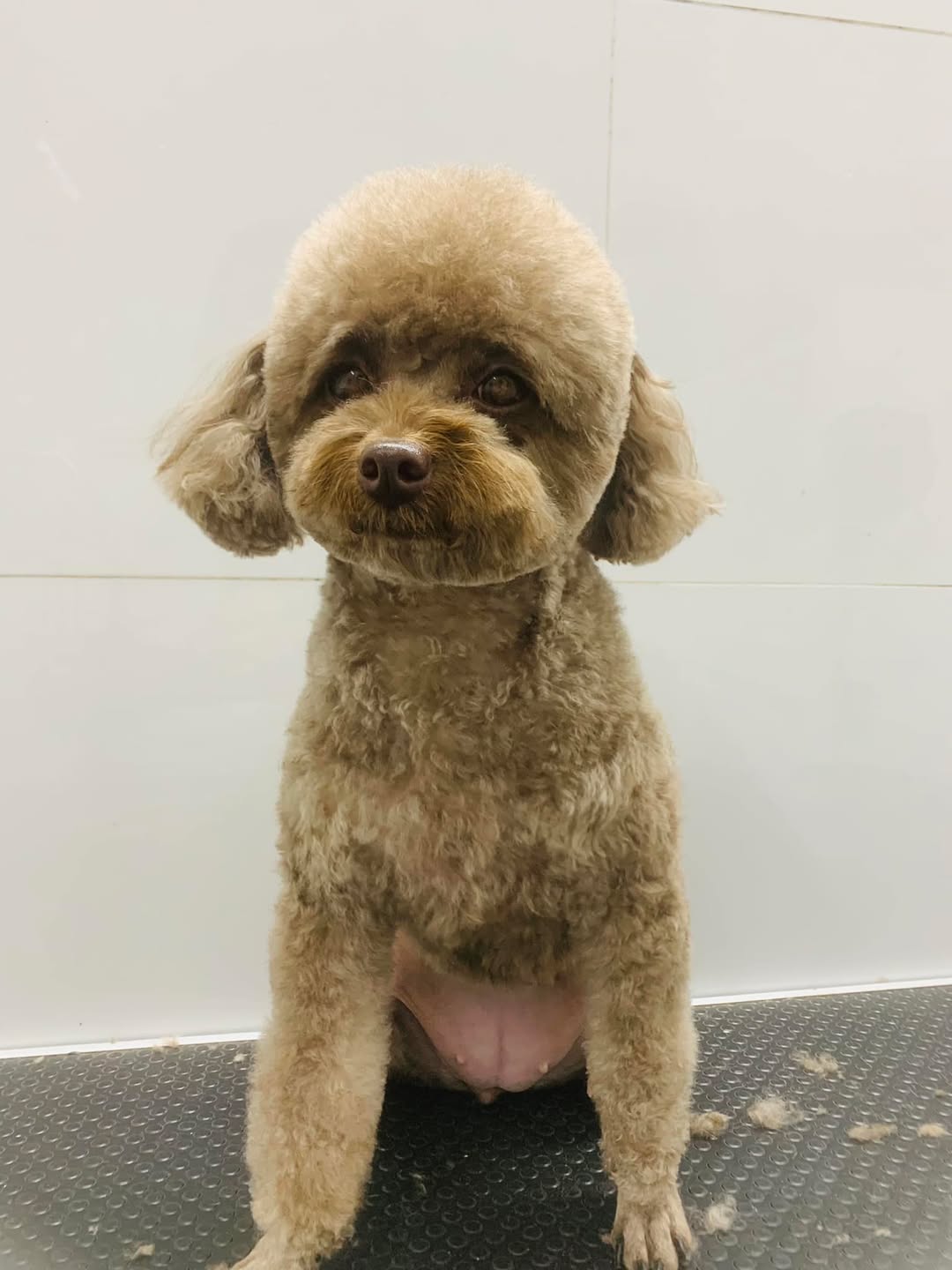 [🆕🇻🇳] QPet House – Thế giới phụ kiện và cắt tỉa dành cho thú cưng 🐶🦜 Top1Pets 🐱🐠 Ta khờ zại, ta tìm đg về nhà…nghỉ
Người khôn, người đến chốn CountdownCre: cậu vàng
, shares-0✔️ , likes-4❤️️ , date-2023-01-01 04:05:24🐶🐱🇻🇳🇻🇳🇻🇳📰🆕