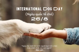 [🆕🇻🇳] Momo’s Petstation – Pets Hotel Grooming Spa & Supplies 🐶🦜 Top1Pets 🐱🐠 𝑰𝒏𝒕𝒆𝒓𝒏𝒂𝒕𝒊𝒐𝒏𝒂𝒍 𝑫𝒐𝒈 𝑫𝒂𝒚 – 𝑵𝒈𝒂̀𝒚 𝑸𝒖𝒐̂́𝒄 𝑻𝒆̂́ 𝑫𝒂̀𝒏𝒉 𝑪𝒉𝒐 𝑪𝒖́𝒏 𝒀𝒆̂𝒖Ngày Quốc tế chó 26/8 được xem là một ngày kỷ niệm cho các giống chó. Và cũng là ngày tôn  , shares-0✔️ , likes-2❤️️ , date-2024-08-26 22:03:56🐶🐱🇻🇳🇻🇳🇻🇳📰🆕