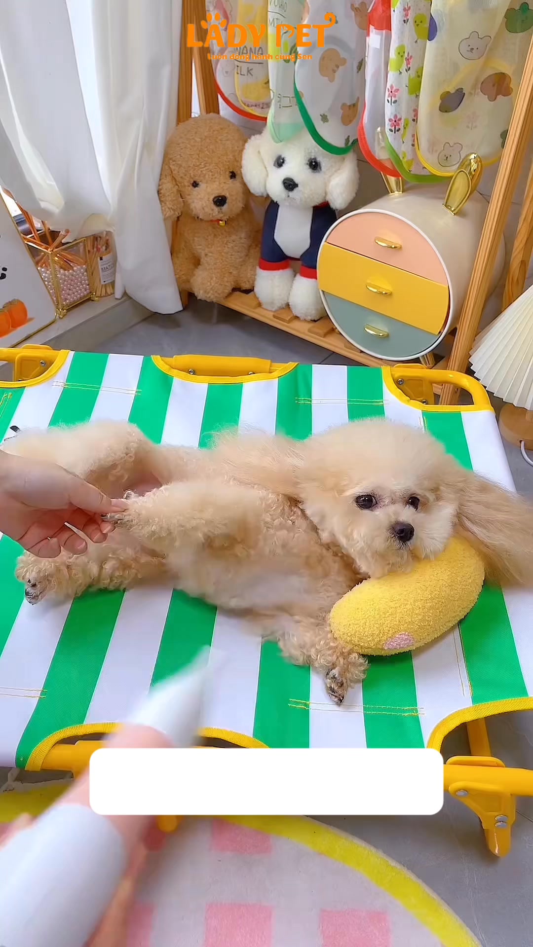 [🆕🇻🇳] Cutpet – Hotel & Spa Cắt Tỉa Lông Chó Mèo Thú Cưng Bình Dương 🐶🦜 Top1Pets 🐱🐠 Sắc màu thú cưng #thucung #trendingvideo #thucungsieulay #thucungvuinhon #thucungbinhduong #poodle #spachomeo #grooming #trending #xuhuongtiktok #dongvat # , shares-0✔️ , likes-1❤️️ , date-2025-01-18 15:46:49🐶🐱🇻🇳🇻🇳🇻🇳📰🆕