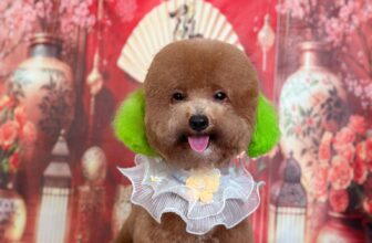 [🆕🇻🇳] Cutpet – Hotel & Spa Cắt Tỉa Lông Chó Mèo Thú Cưng Bình Dương 🐶🦜 Top1Pets 🐱🐠 Bên em có chụp hết tết rồi. Ba mẹ nhớ mang các bé qua để có ảnh đẹp nhéĐể đảm bảo chất lượng dịch vụ spa thú cưng tại Cutpet được tốt nhất , CUTPET xin  , shares-0✔️ , likes-7❤️️ , date-2025-01-17 15:27:53🐶🐱🇻🇳🇻🇳🇻🇳📰🆕